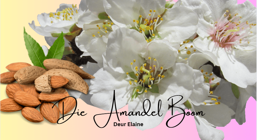 Die Almandel Boom Cover Image